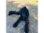 Grady Poodle (Standard) Young Male