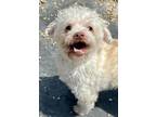 Bubbles Maltese Senior Male
