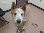 Mert Husky Adult Male