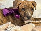 Tilly American Pit Bull Terrier Puppy Female