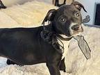 Una American Pit Bull Terrier Puppy Female