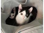 Snap Dragon24 Domestic Shorthair Kitten Male