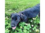 FROGGY Labrador Retriever Puppy Male