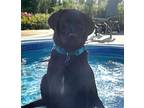 MARGARET Labrador Retriever Puppy Female