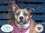 CLAIRE American Pit Bull Terrier Senior Female