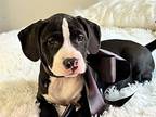 Lug Nut American Pit Bull Terrier Puppy Male