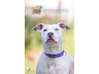 72729a Meadow American Staffordshire Terrier Adult Female