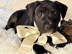 Ruff American Pit Bull Terrier Puppy Male