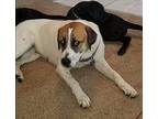 PEGGY Foxhound Adult Female
