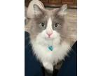 Percy Ragdoll Adult Male