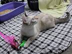 Nugget Siamese Adult Female