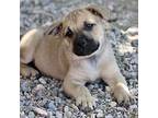 Aqua White Black Mouth Cur Puppy Female