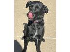 Suzie Labrador Retriever Adult Female