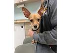 Wilson Chihuahua Adult Male