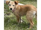 Bloom Mixed Breed (Medium) Puppy Female