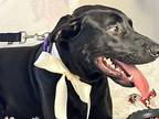 Kelsey Labrador Retriever Young Male