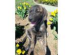 ALFALFA Mountain Cur Puppy Male