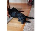 DARLA Labrador Retriever Puppy Female