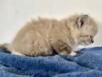 Cinnamons Kittens Yellow