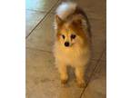 Bitsie Pomeranian Senior Female