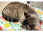 Yuki Siamese Young Male