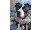 Ace Chungas American Bulldog Adult Male