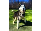 Rudd Husky Adult Male