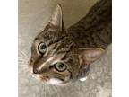 Jersey - Male Tabby #20 Domestic Shorthair Adult Male