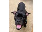 Sprinkles American Bulldog Adult Male