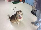 Molly Husky Adult Female