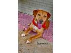 Adopt HERMOSA a Pit Bull Terrier, Labrador Retriever
