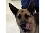 Adopt Piper a German Shepherd Dog