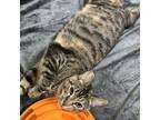 Adopt Baby a Domestic Short Hair