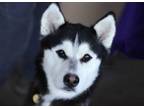 Adopt Audrey a Siberian Husky