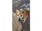 Adopt Kaleesi a Black Mouth Cur