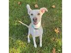 Adopt Lucky Charms a Labrador Retriever