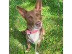 Adopt Cedar a Australian Kelpie, Mixed Breed