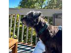 Adopt Lacey a Shih Tzu
