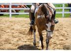 Heza Hot Invitation APHA Gelding