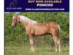 Palomino Kentucky Mtn Gelding