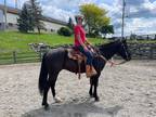 15.2 Hand Black Gelding