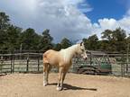 Beautiful Missouri Fox Trotter gelding