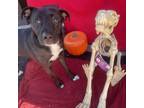 Adopt L-12-24 Shadow a Black Labrador Retriever