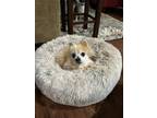 Adopt Tess a Pomeranian