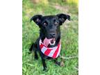 Adopt Brooke a Labrador Retriever, Mixed Breed