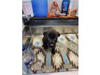 Adopt Quincy a Mixed Breed