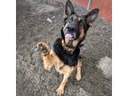 Adopt Ruby (mcas) a German Shepherd Dog