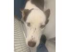 Adopt Hattie Monroe 58117 a Husky, Australian Cattle Dog / Blue Heeler