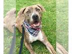 American Staffordshire Terrier DOG FOR ADOPTION RGADN-1087605 - Jaxon - American