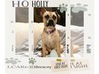 Boxer Mix DOG FOR ADOPTION RGADN-1087743 - HOLLY - Boxer / Hound / Mixed (short